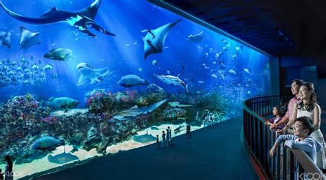 Book Sea Aquarium Sentosa Singapore Ticket Online Klook New Zealand