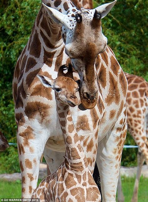 Meet Twins Who Are Giving Hope For At Risk Giraffes As They Become