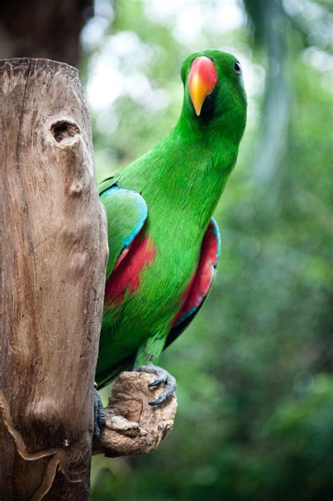 Fotos Gratis Naturaleza Rama Pájaro Linda Fauna Silvestre Verde