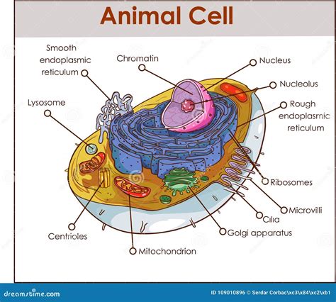 Estructura Animal Del Diagrama De La Anatomía De La Célula Con Todo El