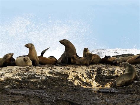 Seals Nature And Wildlife Great Ocean Road Victoria Australia