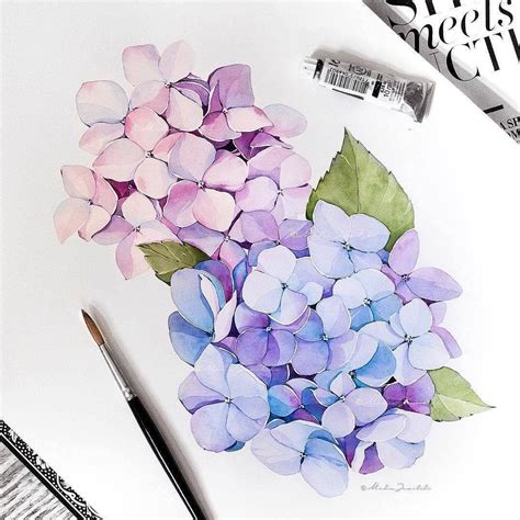 Watercolor Hydrangea Hydrangea Painting Watercolor Art Lessons