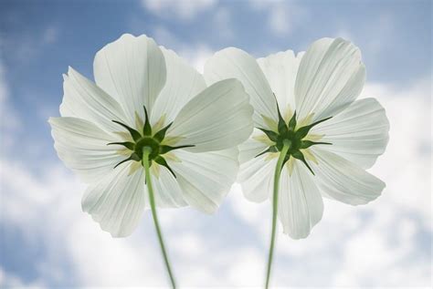 45 Types Of White Flowers With Pictures Flower Glossary
