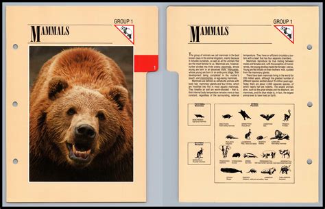 Group 1 Mammals Wildlife Fact File Divider Card