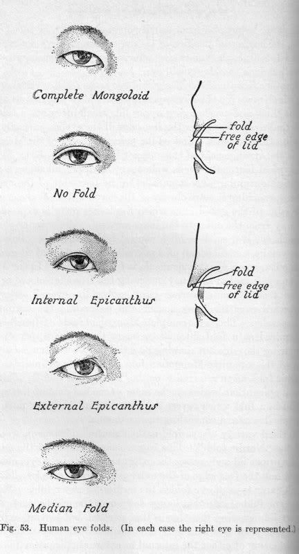 Epicanthic Fold References In Epicanthal Fold Correction Our