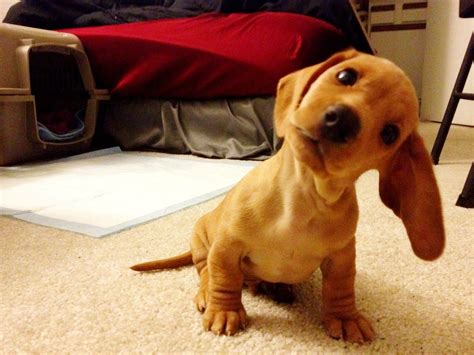 8 Dogs Who Are Absolute Masters At The Head Tilt Cute Animals Cute