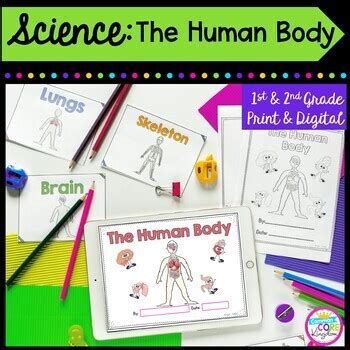 Worksheets are students work, name your lungs, science work, your brain, human body systems, name human body system questions, human body systems, your bodys systems. The Human Body- 1st & 2nd Grade by Common Core Kingdom | TpT