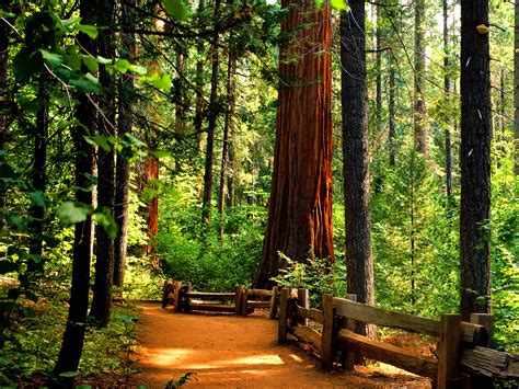 46 Redwoods Backgrounds And Wallpapers