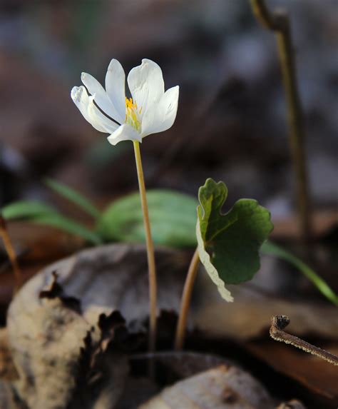 Bloodroot Bloodroot Sanguinaria Canadensis When I Arriv Flickr