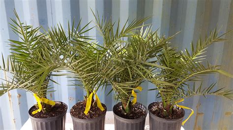 Phoenix Canariensis Canary Island Date Palm Pineapple Palm Plantvine