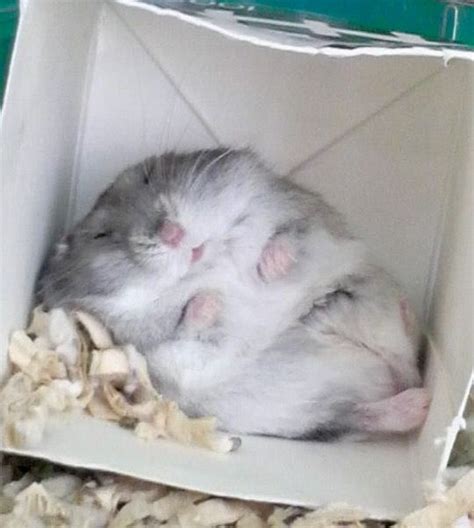Fat Hamster Baby Animals Pictures Funny Animal Pictures Funny Animal