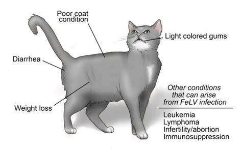 Feline Leukemia Virus Once Deadly For Cats Now A Vaccine