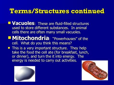 Ultrastructure of plant cell ppt presentation ...
