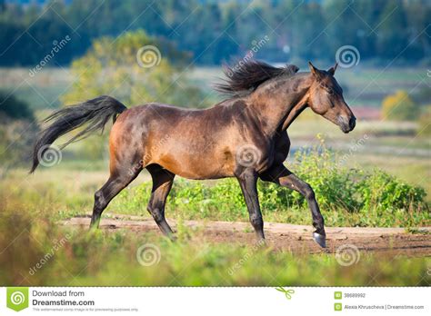 Arabian Horse Gallops Across The Field Stock Photo Image Of Pasture