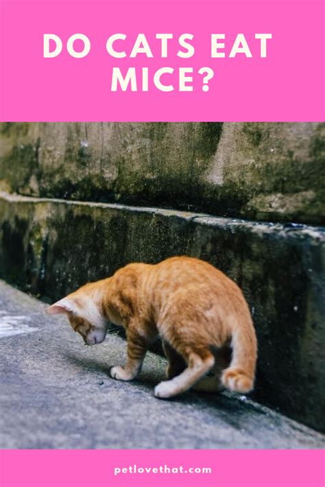 Then i throw it very far from my home. Do Cats Eat Mice | Cats, Cat fleas