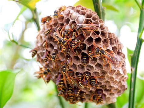 They look beautiful in the garden while still preserving a natural environment for the bees. Beekeeping Methods: Top-Bar Hives | DIY
