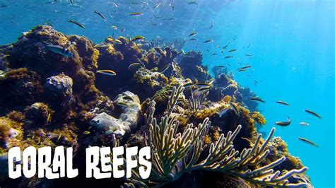 Coral Reef Ecosystems A General Overview Youtube