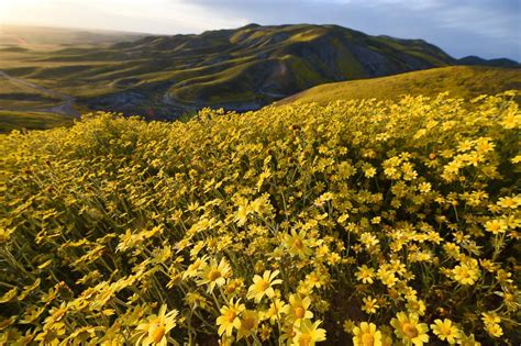 Superbloom Of Desert Wildflowers Gives Landscape A Blast Of Color