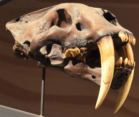 The (/ ð ə, ð iː / ()) is a grammatical article in english, denoting persons or things already mentioned, under discussion, implied or otherwise presumed familiar to listeners, readers or speakers. Saber Tooth Cat Skull 2 by Naedidar on deviantART | Animal ...