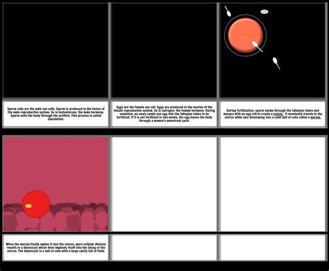 Human Reproductive System Comic Strip Storyboard