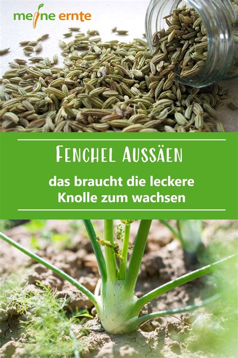 We did not find results for: Das braucht die leckere Knolle zum wachsen. in 2020 ...