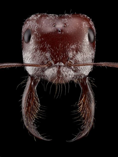 Ant Portraits Reveal How Diverse And Beautiful These Insects Are