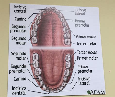 Pin De Karen Vega En Dental Assistance Stuff Anatomía Dental Escuela De Higiene Dental Dental