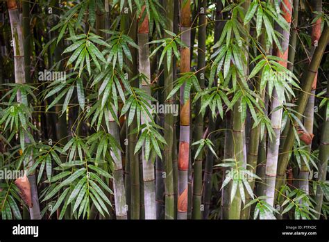 Bamboo Trees And Leaves Close Up In Daylight Stock Photo Alamy
