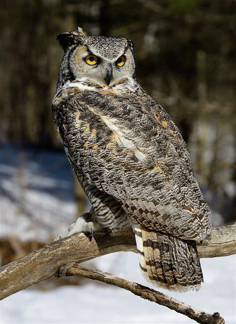 Great Horned Owl Sitting On A Dead Tree Branch In A Snowy Forest