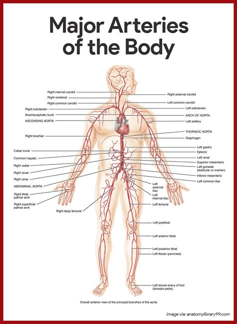 All blood vessels have the same basic structure. Cardiovascular System Anatomy and Physiology | Anatomy ...
