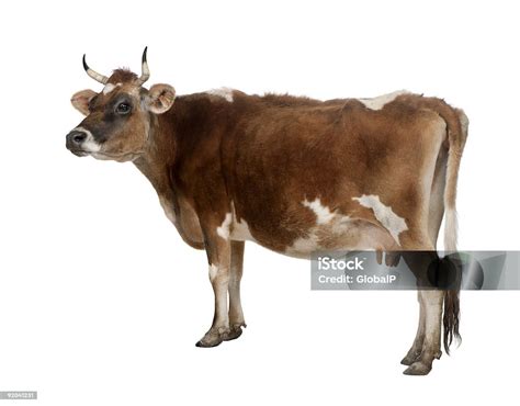 Side View Of A Brown Jersey Cow Stock Photo Download Image Now