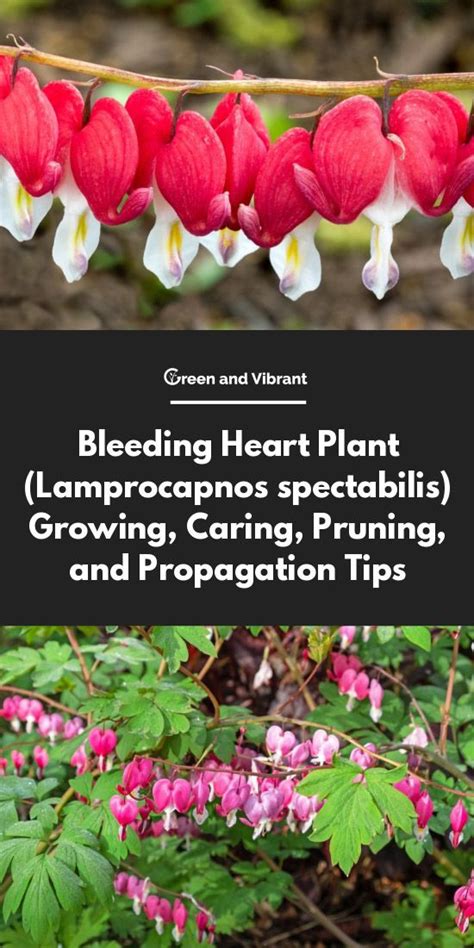 Bleeding Heart Plants Buying And Growing Guide Bleeding