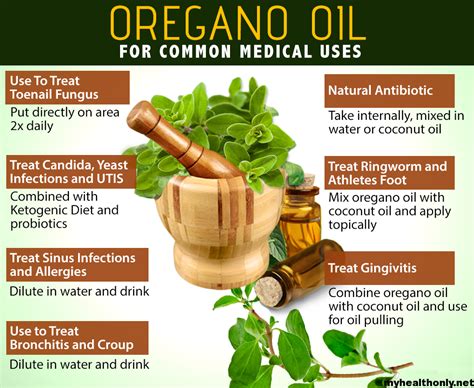 7 Tremendous Benefits Of Oregano Oil You Must To Know My Health Only