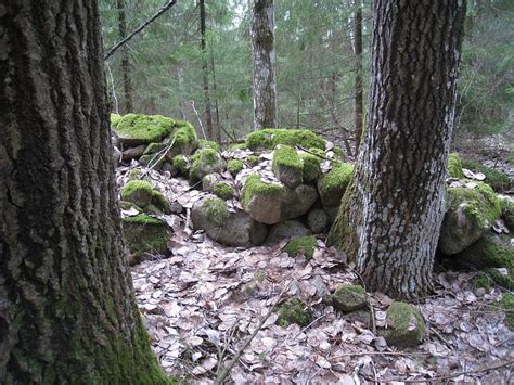 Old Forest Forest Stone Wall Stonewall Moss Trees Hd Wallpaper