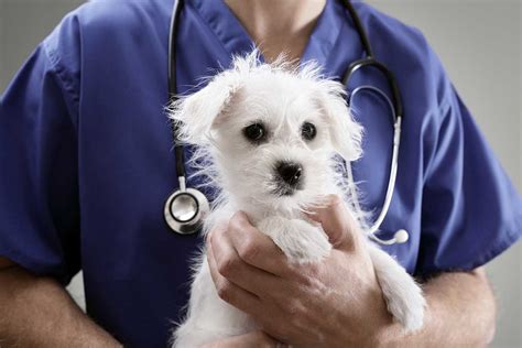 2 having a good vet visit. Your Puppy's First Vet Visit: 3 Ways To Prepare