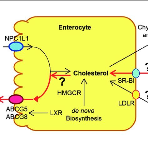 The Metabolic Pathways For The Net Flow Of Cholesterol Through The Download Scientific Diagram
