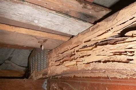 Signs Of Termite Infestation Recognizing The Silent Destroyers