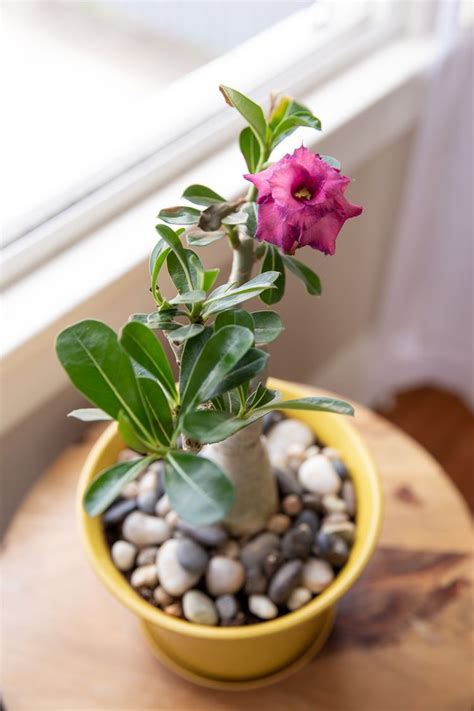 Follow This Easy Guide To Grow Beautiful Desert Rose Plants Desert Rose Plant Desert Rose