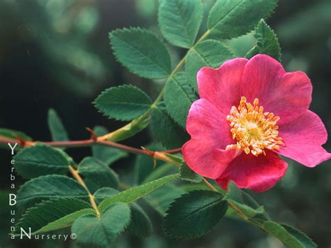 World's largest selection · make money when you sell Rosa californica - Wild California Rose | Drought tolerant ...