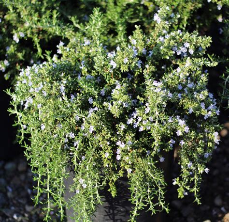 Creeping Rosemary For Sale Online By Alder And Oak Plants