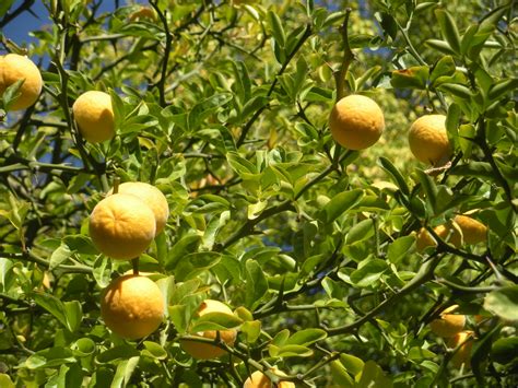 Trifoliate Orange (Poncirus trifoliata, syn. Citrus trifol… | Flickr