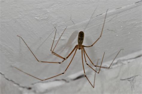 Sex Crazed Spiders Are Invading Your Home But These 5 Simple Diy