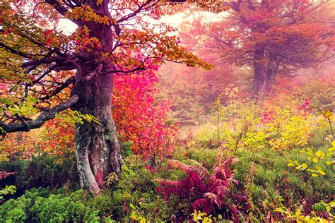landscape-nature-tree-forest-woods-autumn-wallpaper-6454x4303