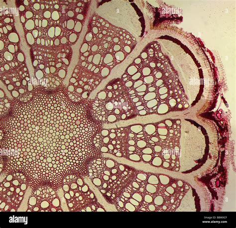 Microphotograph Of A Stained Clematis Plant Stem Cross Section Slide