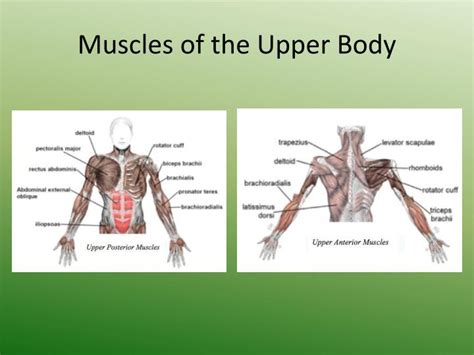 Lower body muscles are significantly bigger than upper body muscle and need to be worked accordingly. PPT - The Anatomy and Physiology of the Muscular System PowerPoint Presentation - ID:2002854