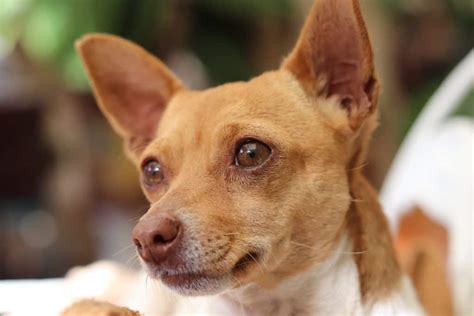Check out our chihuahua deer head selection for the very best in unique or custom, handmade pieces from our shops. Deer Head Chihuahua Breed Information: 15 Facts | Your Dog ...