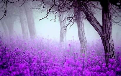 Purple Flower Desktop Flowers Backgrounds Colour Forest