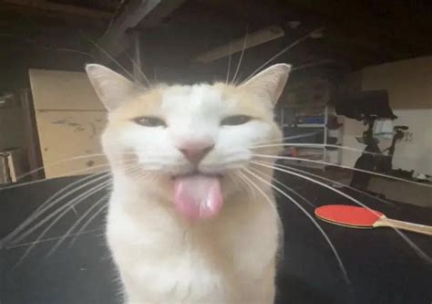 Blehhhhh P Cat Template Blehhhhh P Cat Silly Cats Pretty Cats