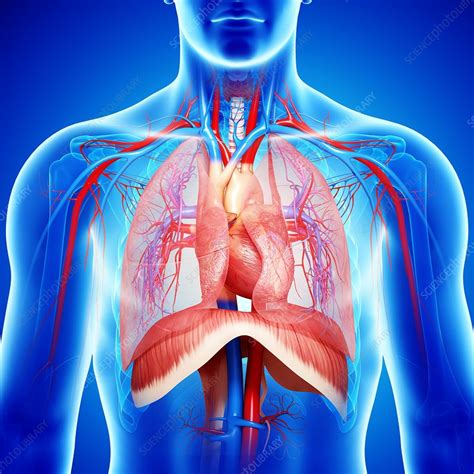 Anatomy is to physiology as geography is to history: Chest anatomy, artwork - Stock Image - F005/9996 - Science ...