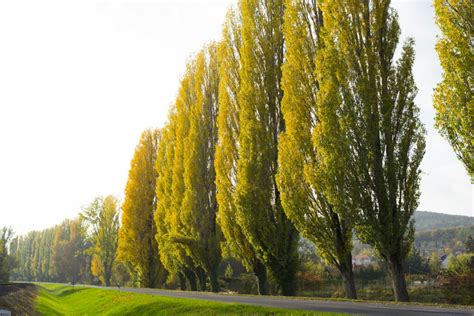 The Top Fastest Growing Trees For Your Garden Clyde Property
